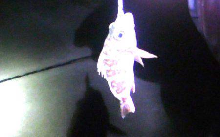 焼津港メバル釣り　おまけでタコも